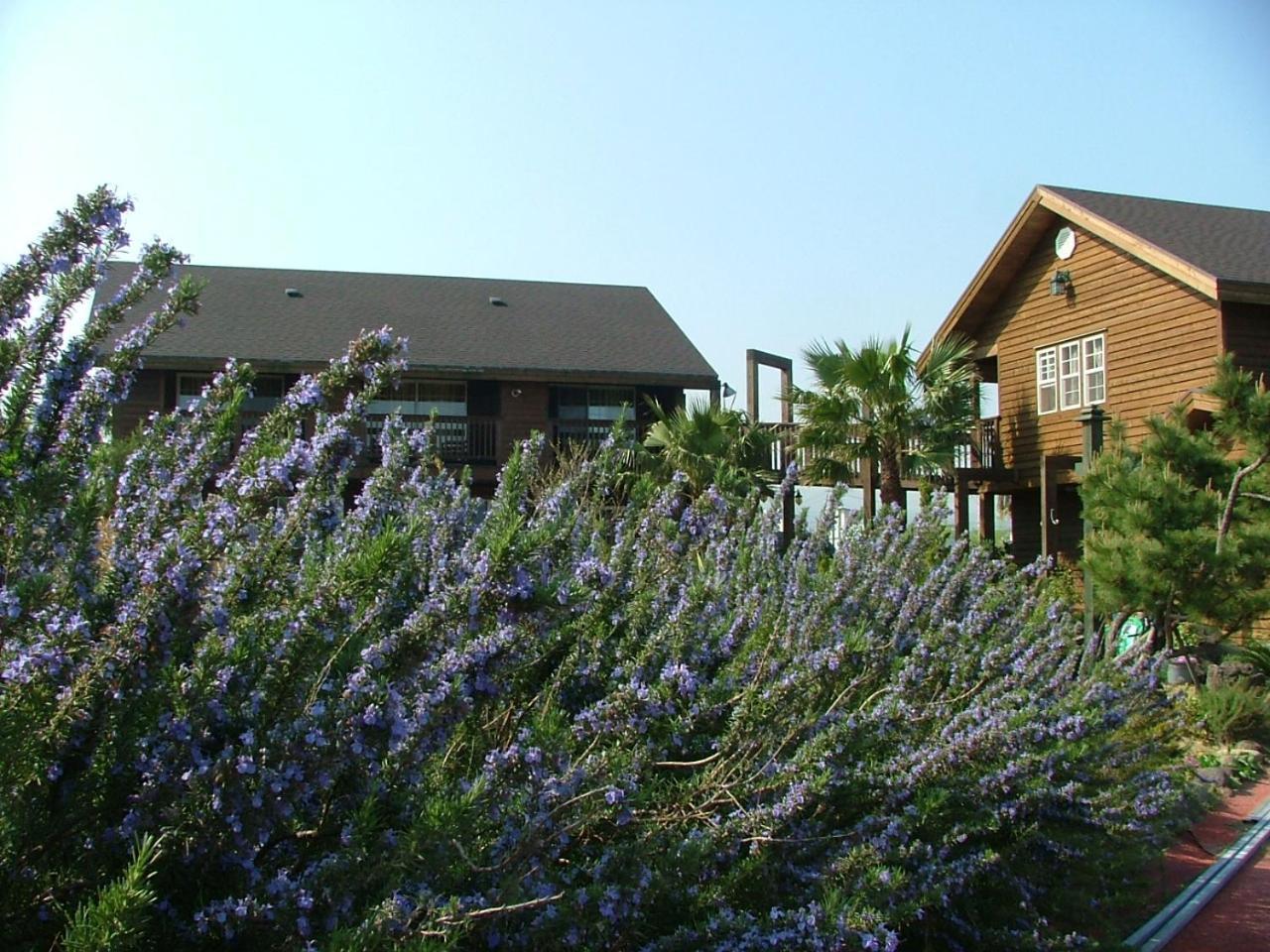Namu Hyanggi Pension Jeju Exterior photo